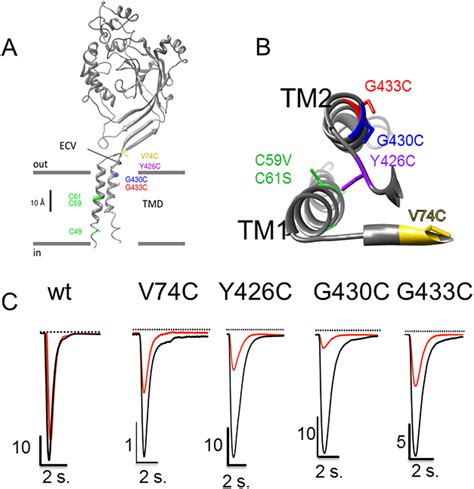 Native Cysteines And Cysteine Substitutions In The Transmembrane Domain