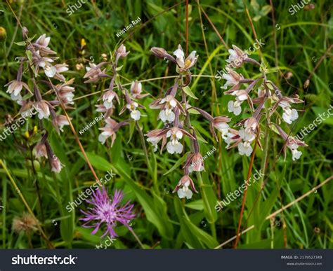 Marsh Helleborine Epipactis Palustris Flowering Flowers Stock Photo