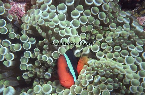 Tomato Clownfish Dive Into Scubaport Photography And Sea Life Art