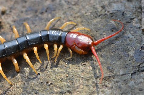 Giant Centipede Head