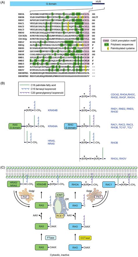 Posttranslational Lipid Modifications Of Ras And Rho Gtpases Are