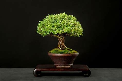 Meaning And Symbolism Of Common Bonsai Trees In 2023 Bonsai Meaning