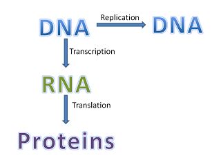 Central Dogma | Maxwell's Principles of Biology