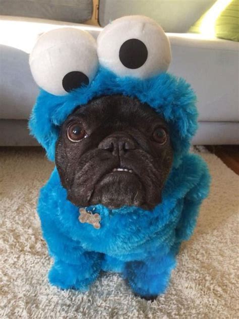 Cutest Dog Costumes – Best Large Breed Puppy Food