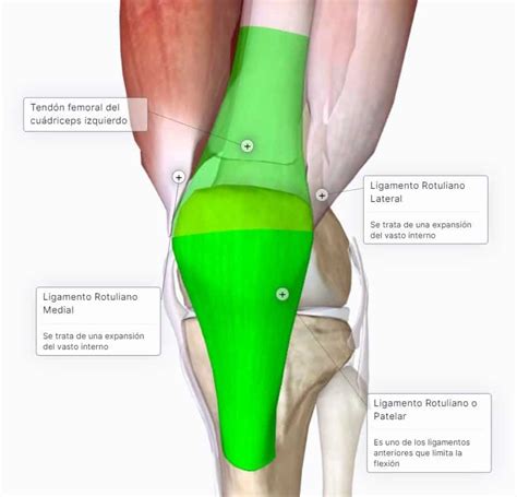 Que Son Los Ligamentos