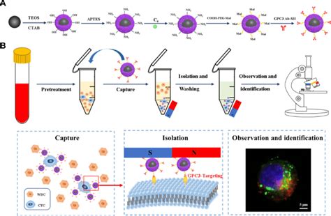 Scheme 1 Scheme Of C6mmsn Gpc3 Achieves High Specific Capture Download Scientific Diagram