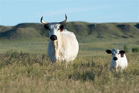 Ancient White Park Cattle - The Livestock Conservancy