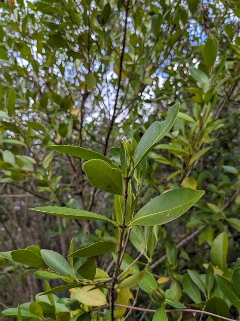 Red Fruited Olive Plum From Bonny Hills Nsw Australia On August