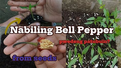 Paano Magtanim Ng Bell Pepper Na Nabili Sa Palengke Mula Sa Buto Youtube