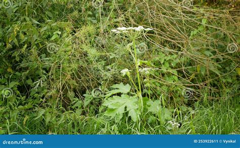 Giant Hogweed Heracleum Mantegazzianum Bloom Flower Blossom Cartwheel