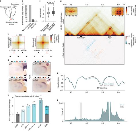 Formation Of Chromatin Loops By Nonconvergently Oriented Cbss A