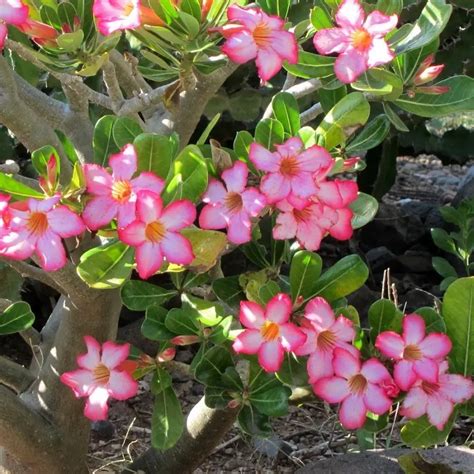 Rose du désert rose Adenium obesum rose