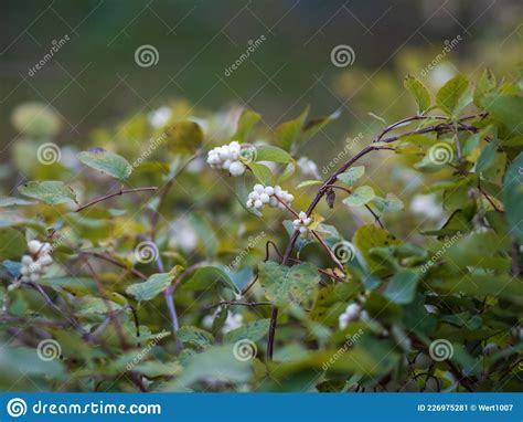 Snowberry Shrub With White Poisonous Berries In Autumn Also Known As