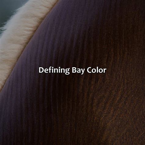 What Color Is Bay - colorscombo.com