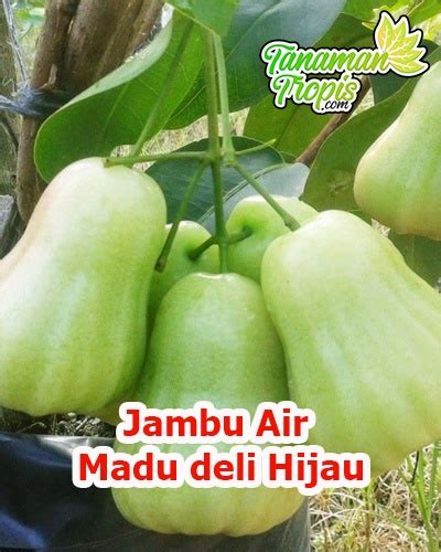 Bibit Jambu Air Madu Deli Hijau Buah Jambu Air Berukuran Jumbo Rasa