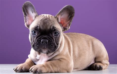 59+ Cute French Bulldog Wallpaper Image - Codepromos