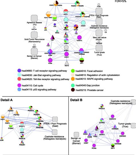 Prostate Phenotypepathway Map A Second Single Protein Analysis Of