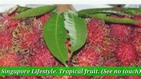 Singapore Lifestyle Tropical Fruit Rambutan Cant Touch This Youtube