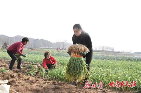 成县：打好金“蒜”盘 致富有胜“蒜”