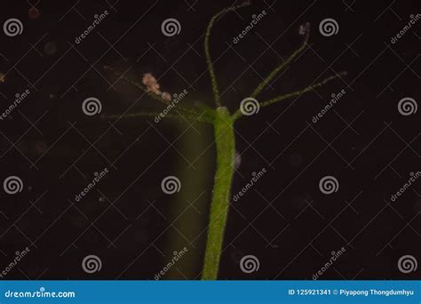 Hydra Under the Microscope for Education. Stock Image - Image of ...