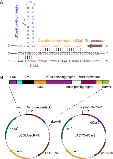 Enhancing Flavonoid Production By Systematically Tuning The Central