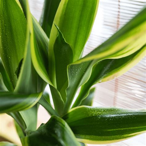 How To Care For Dracena Fragrans Dracena Care Tips Piantica