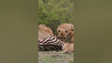 Lions Eat Zebra Youtube