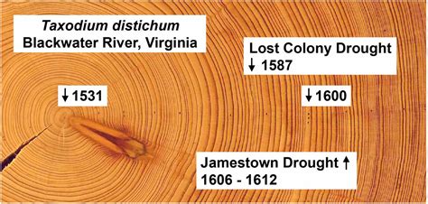 How Saving Some Of The Southeasts Oldest Trees Might Help Scientists