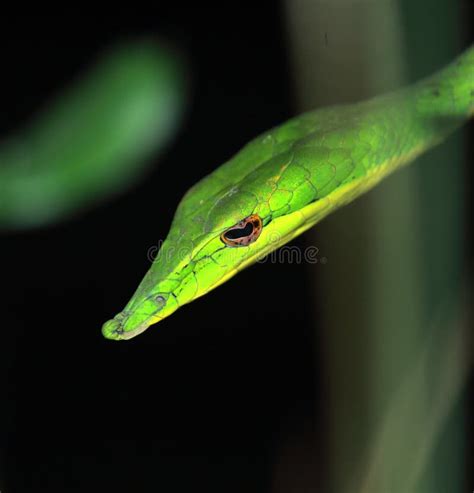 Beautiful but Venomous Common Vine Snake or Long Nosed Whip Snake ...