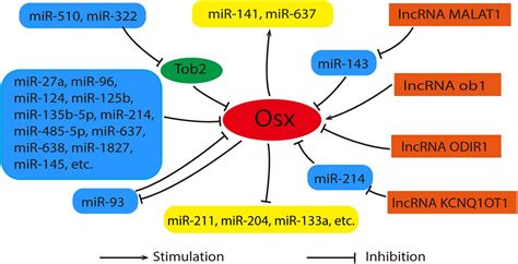 Frontiers Recent Advances Of Osterix Transcription Factor In