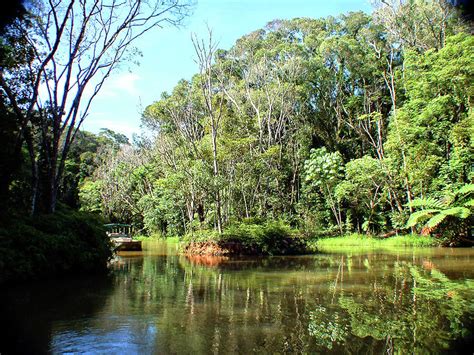 Rainforest and lake Cairns Australia Photograph by Sam Hall - Pixels