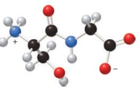 Solved Locate The Peptide Bond In The Dipeptide Shown In The Ball