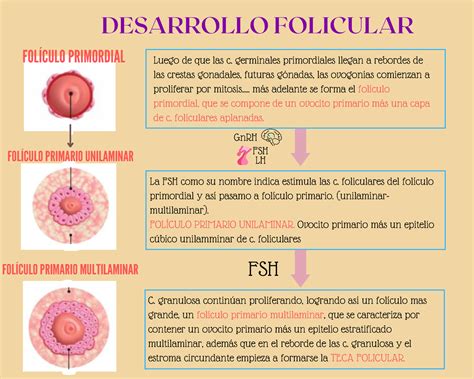 Fol Culo Primordial