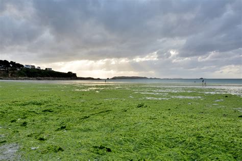 Algues Vertes Toujours De Plus En Plus Présentes En Bretagne Zurbains