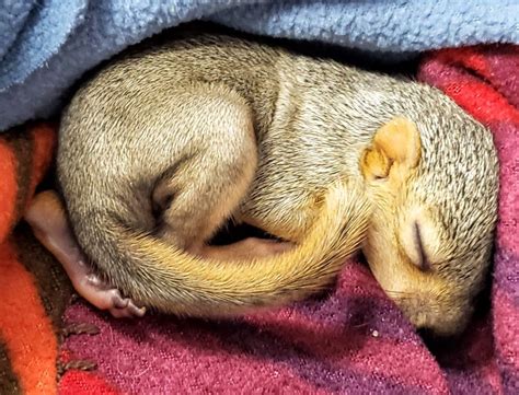 Cuteness Overload: Baby Squirrels Saved By Wildlife Care Center | Los ...