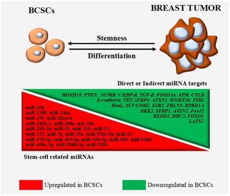 Life Free Full Text The Intricate Interplay Between Cancer Stem