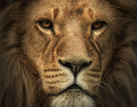 Lion Head | Behance