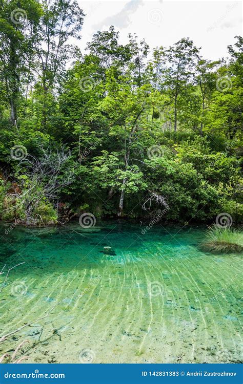 Crystal Clear Lake In The Woods Plitvice National Park Croatia Stock Image Image Of