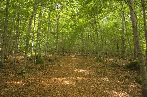 Al Sha Duplicat La Superf Cie De Bosc Afectada Per Sequera A