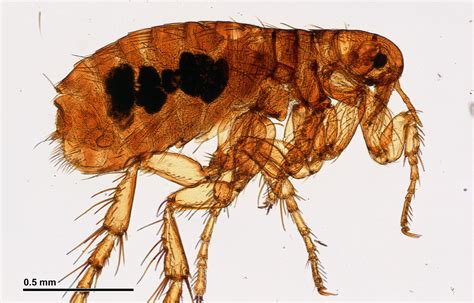 Chigger Bites Vs Flea Bites - What Are The Differences?