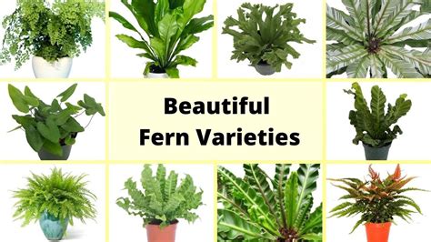 Beautiful Fern Varieties With Names Different Types Of Fern Ferns