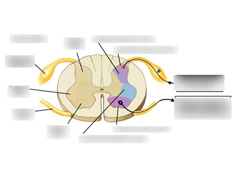 Spinal Cord Gray Matter Anatomy Diagram Quizlet