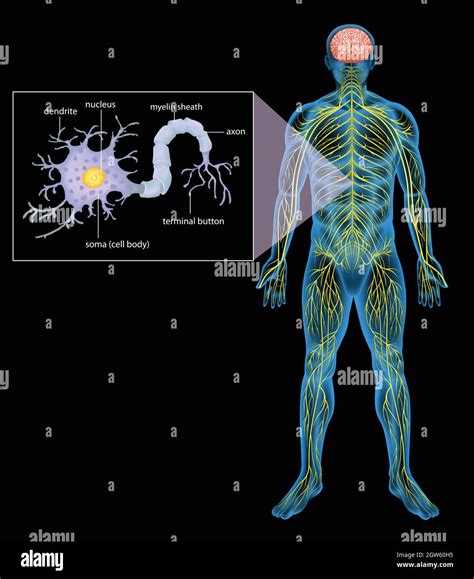 Human Nervous System Stock Vector Image Art Alamy