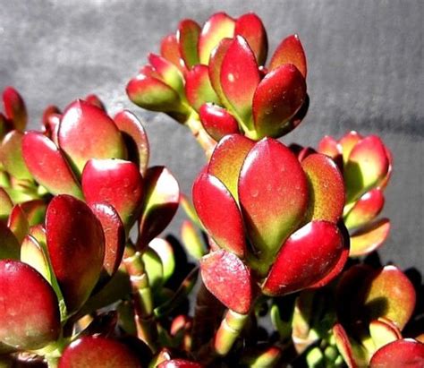 Rare Red Akai Jade Succulent Crassula Ovata Plant Cutting Ebay