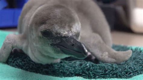 Oregon Zoo welcomes baby penguin, fuzzy gray hatchling joins Humboldt ...