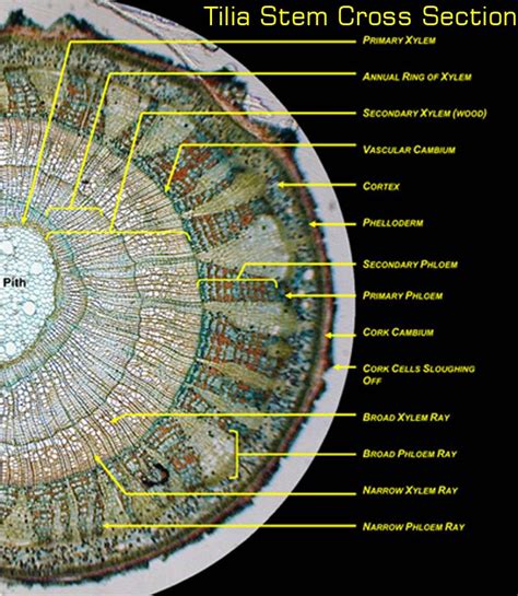 Tilla Stem Cross Section Life Science Biology Botany