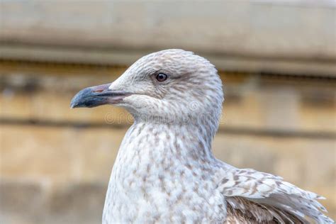 1,047 Seagull Eye Close Up Photos - Free & Royalty-Free Stock Photos ...