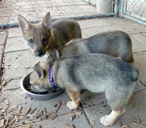 Swedish Vallhund Info, Temperament, Care, Puppies, Pictures