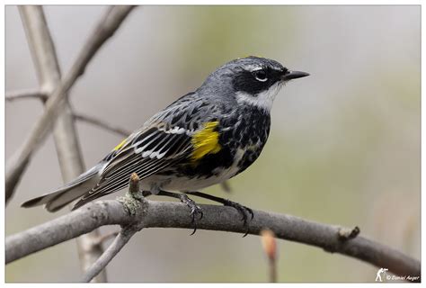 Paruline Croupion Jaune Yellow Rumped Warbler Un M Le Flickr