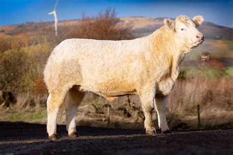 White Gold Sale 20th January 2023 The British Charolais Cattle Society